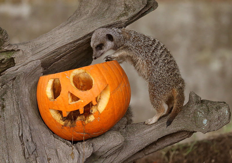 Tiere und Halloween