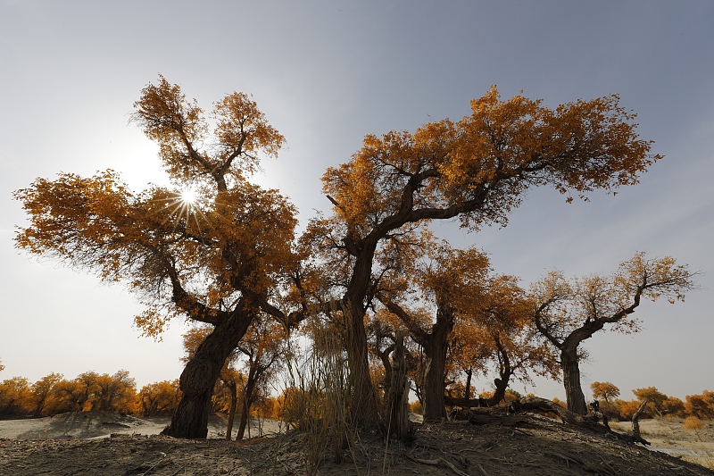 Goldener Herbst in Xinjiang