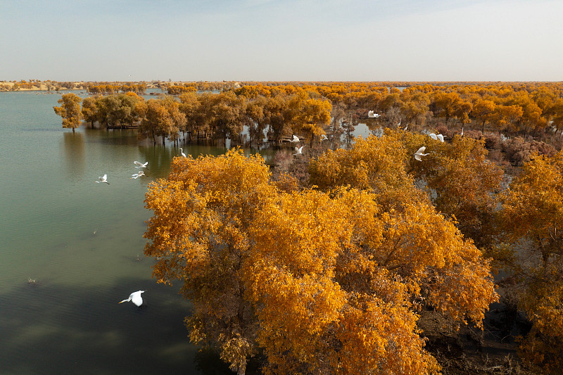Goldener Herbst in Xinjiang