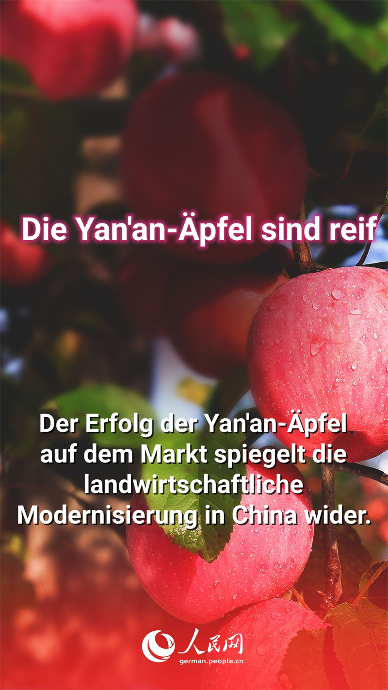 Warum sind die Äpfel aus Yan'an so beliebt?