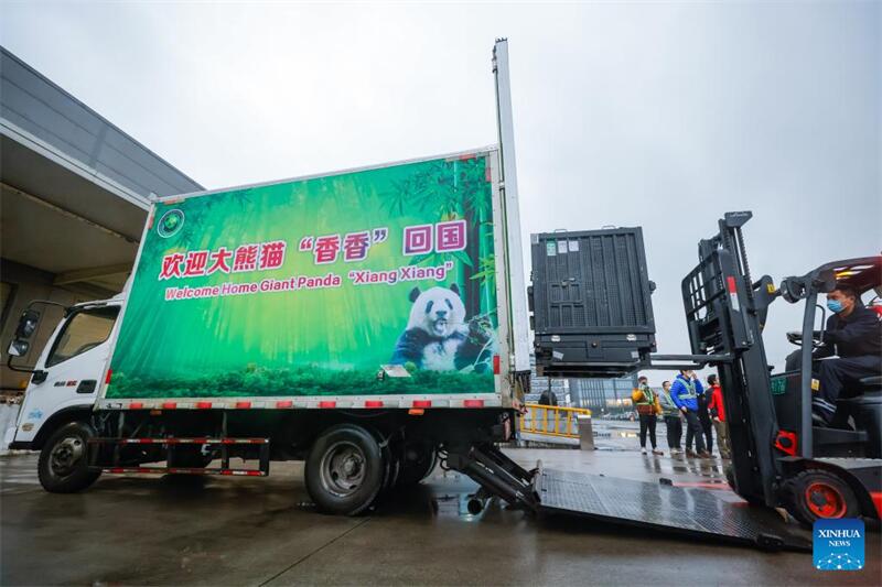 Das in Japan geborene Panda-Weibchen Xiang Xiang ist in China angekommen