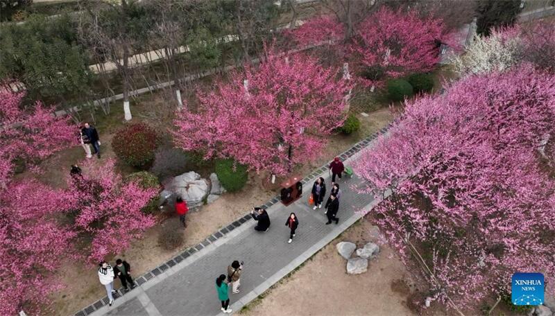 Touristen in ganz China genießen blühende Blumen