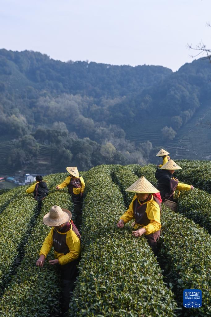 Bauern in Hangzhou beginnen mit dem Pflücken des Longjing-Tees vor dem Qingming-Fest