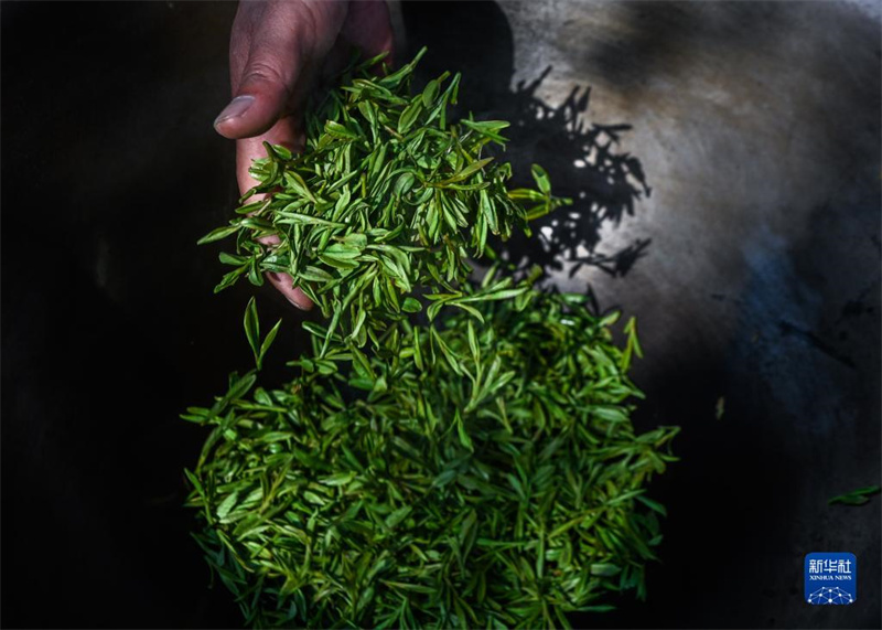 Bauern in Hangzhou beginnen mit dem Pflücken des Longjing-Tees vor dem Qingming-Fest