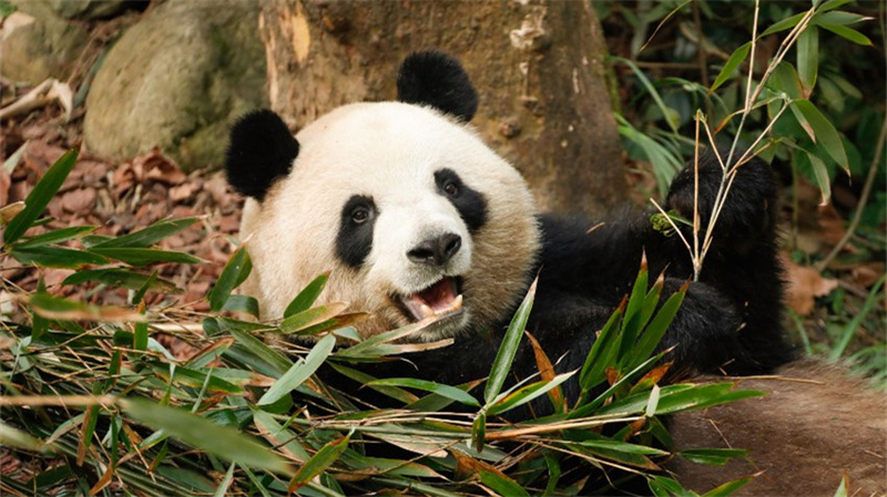 Pandas beobachten und sich an Rhododendren erfreuen - die Schönheit des Pandatals genießen