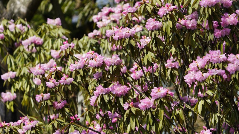 Pandas beobachten und sich an Rhododendren erfreuen - die Schönheit des Pandatals genießen