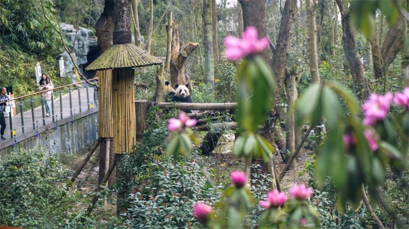 Pandas beobachten und sich an Rhododendren erfreuen - die Schönheit des Pandatals genießen