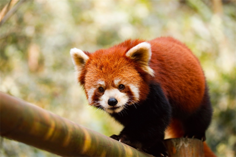Pandas beobachten und sich an Rhododendren erfreuen - die Schönheit des Pandatals genießen