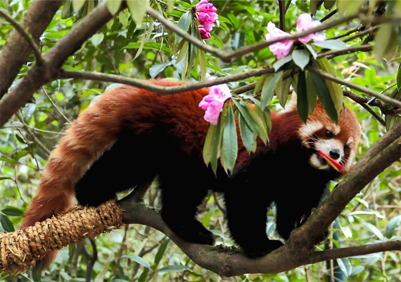 Pandas beobachten und sich an Rhododendren erfreuen - die Schönheit des Pandatals genießen