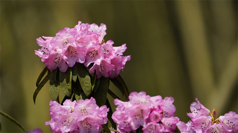 Pandas beobachten und sich an Rhododendren erfreuen - die Schönheit des Pandatals genießen