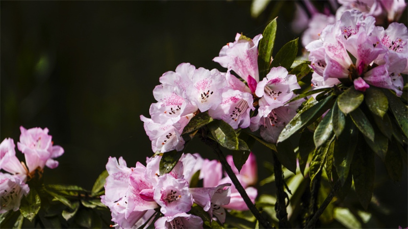 Pandas beobachten und sich an Rhododendren erfreuen - die Schönheit des Pandatals genießen