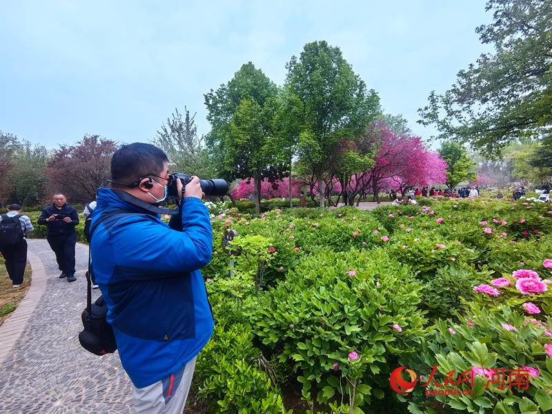 Pfingstrosen blühen in Luoyang