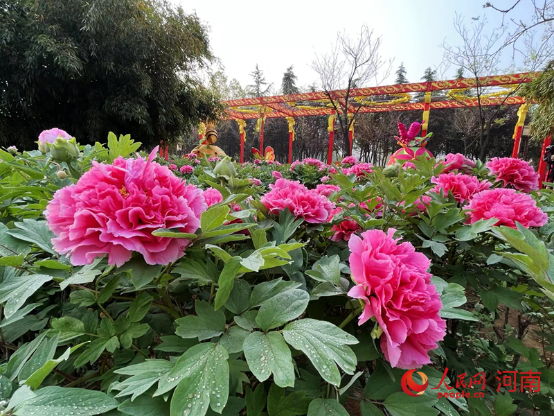 Pfingstrosen blühen in Luoyang