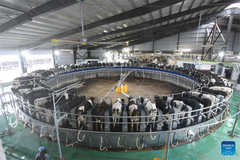 KI-gestütztes Equipment steigert Effizienz der Milchviehbetriebe