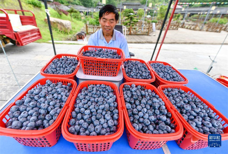 Guizhou: Kleine Blaubeeren werden zur großen Industrie