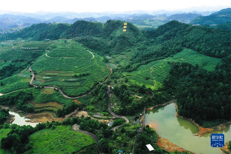 Guizhou: Kleine Blaubeeren werden zur großen Industrie