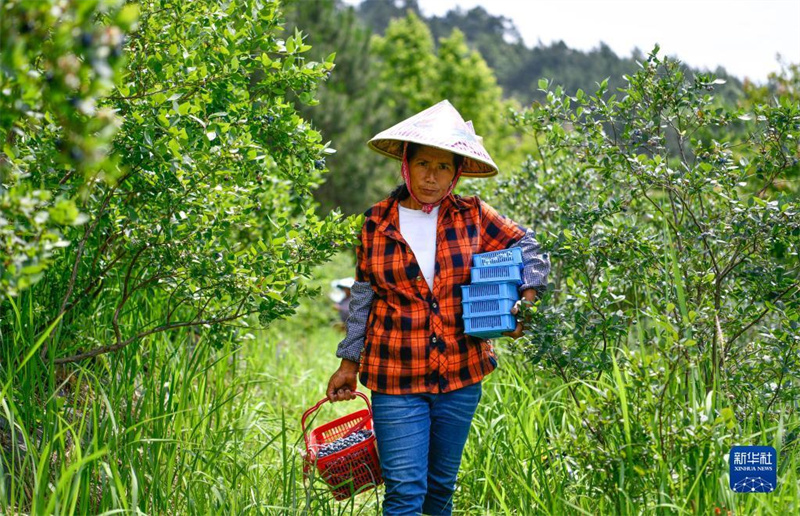Guizhou: Kleine Blaubeeren werden zur großen Industrie