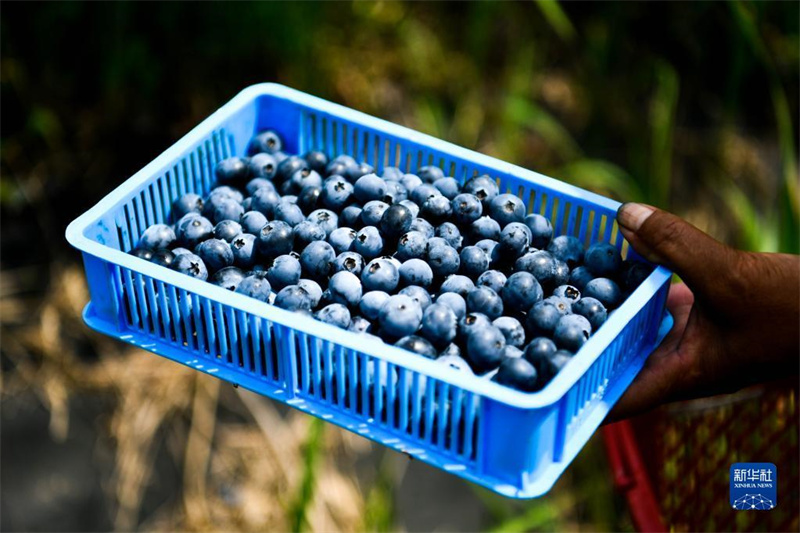 Guizhou: Kleine Blaubeeren werden zur großen Industrie