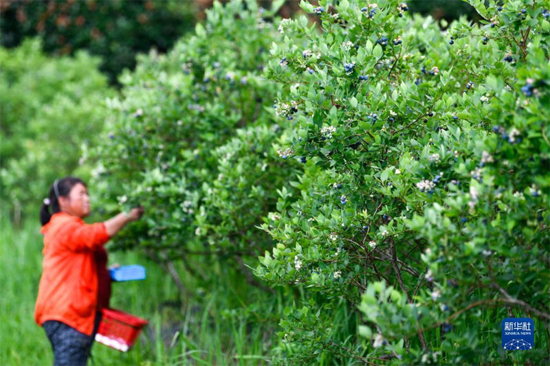 Guizhou: Kleine Blaubeeren werden zur großen Industrie