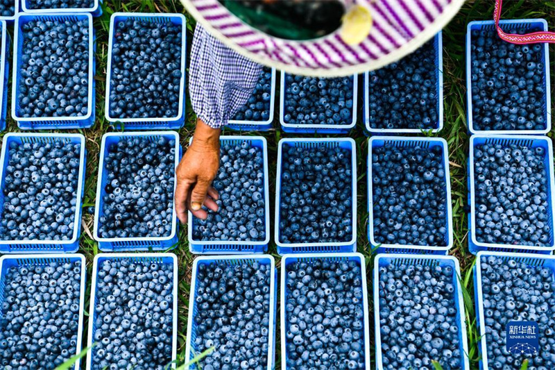 Guizhou: Kleine Blaubeeren werden zur großen Industrie