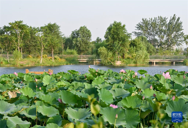 Grünes Wunder – Fluss Xinfeng sauber