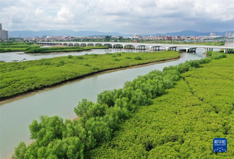 Klimaschutz in Mangroven-Feuchtgebieten