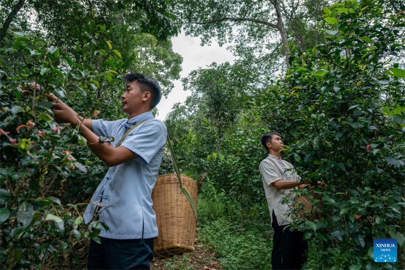 Seit tausend Jahren bewirtschaftete Teewälder-Kulturlandschaft in Pu'er im Südwesten Chinas ist Weltkulturerbe