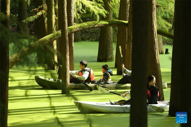 Touristen genießen den im Wasser wachsenden Wald in Hangzhou