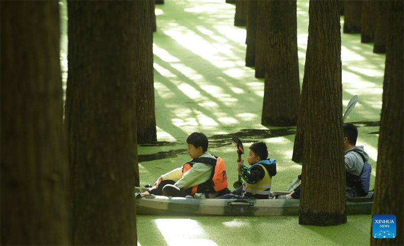 Touristen genießen den im Wasser wachsenden Wald in Hangzhou