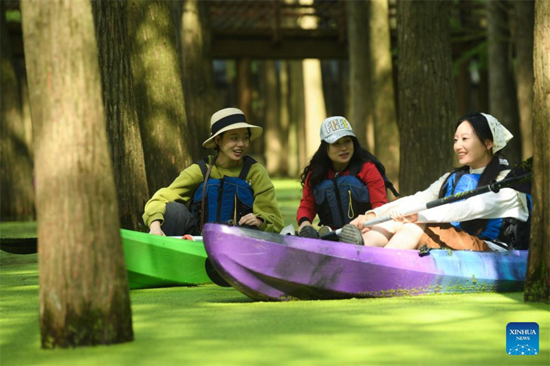 Touristen genießen den im Wasser wachsenden Wald in Hangzhou
