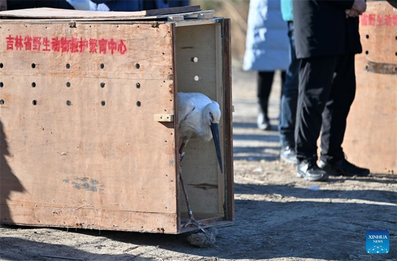 Gerettete orientalische Weißstörche in Tianjin in die Freiheit entlassen