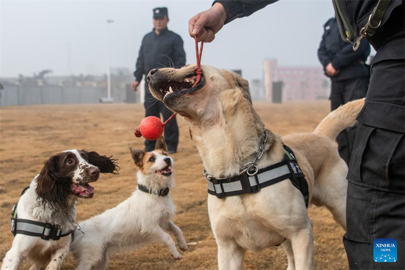 Polizeihunde beim Training im südchinesischen Hubei