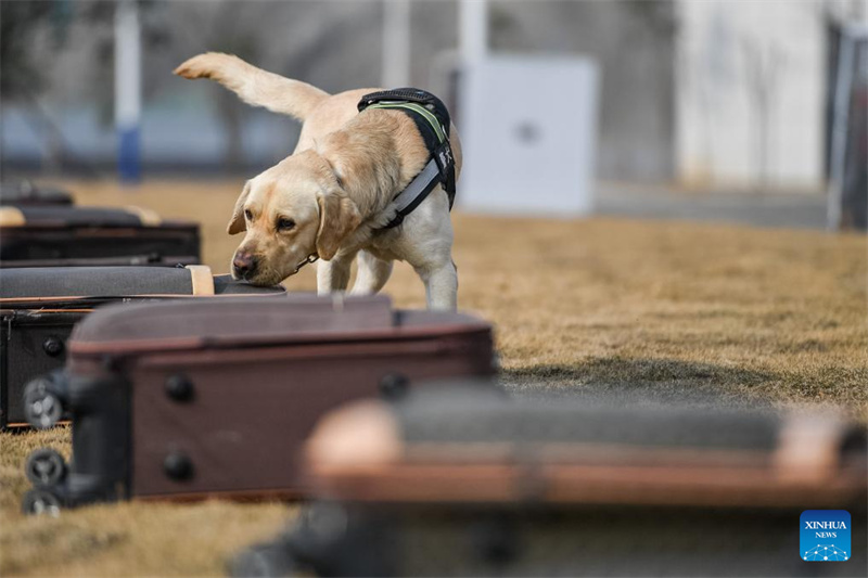 Polizeihunde beim Training im südchinesischen Hubei
