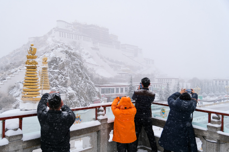 Lhasa in Schneeweiß