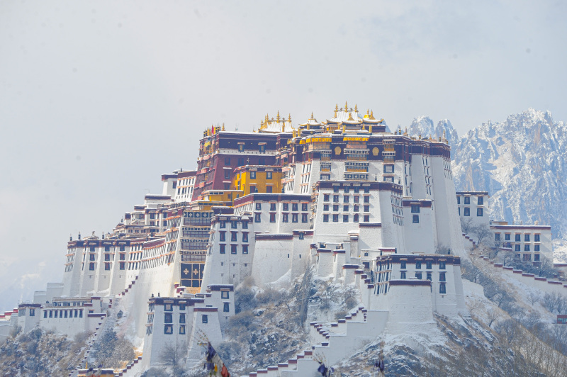 Lhasa in Schneeweiß