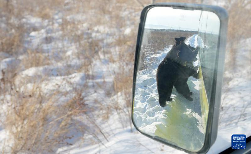 Eine Reise im Wildbärenpark auf der „Schwarzbäreninsel“