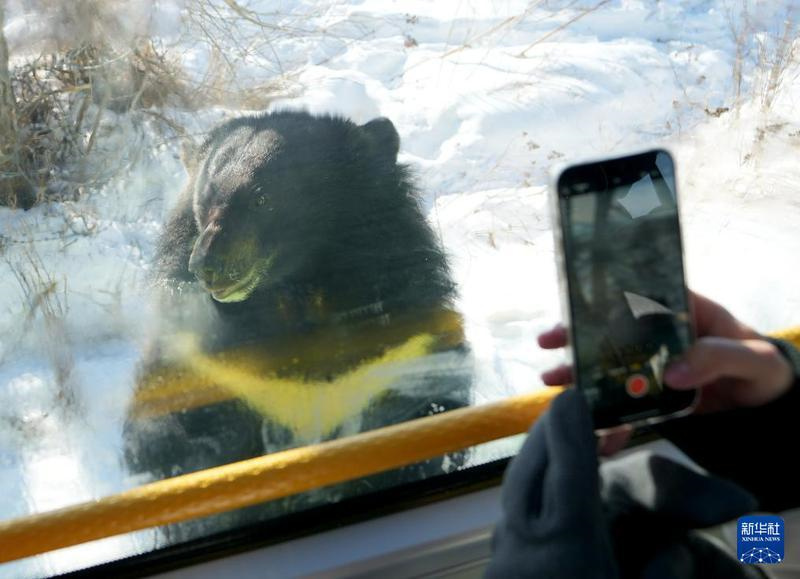 Eine Reise im Wildbärenpark auf der „Schwarzbäreninsel“