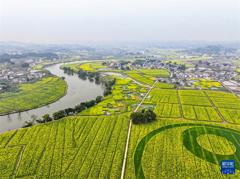 Chongqing: „Rapsblütenwirtschaft“ fördert ländliche Entwicklung