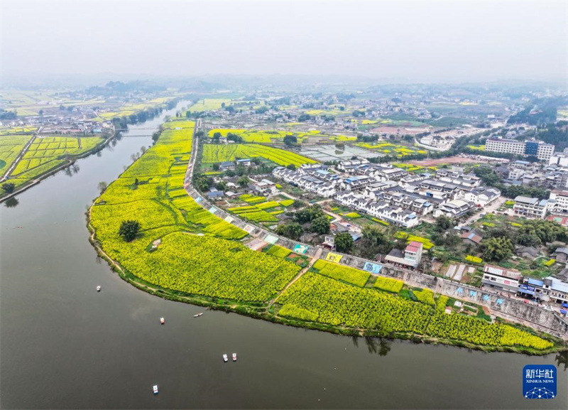 Chongqing: „Rapsblütenwirtschaft“ fördert ländliche Entwicklung