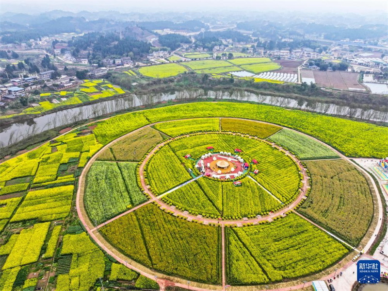 Chongqing: „Rapsblütenwirtschaft“ fördert ländliche Entwicklung