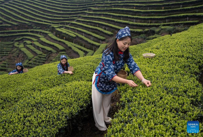 Sichuan: Tee bringt den Bewohnern Glück
