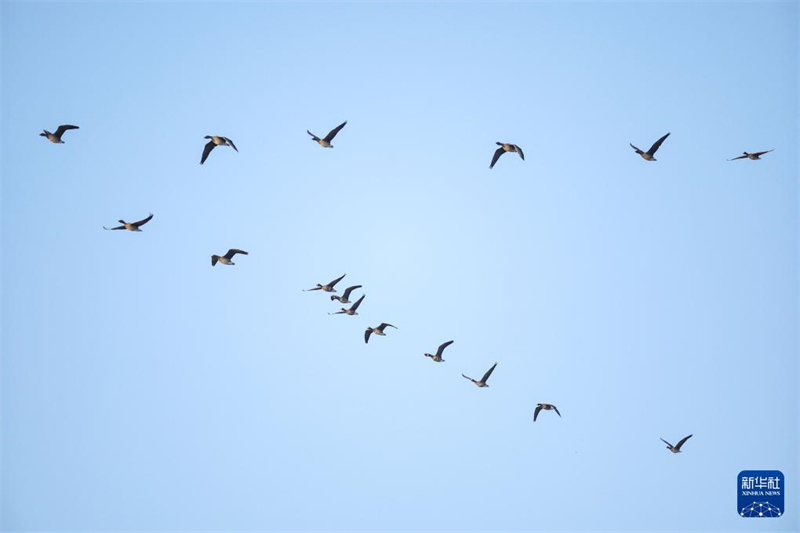 Mehr Zugvögel sind dank besserer Umwelt im Feuchtgebiet angesiedelt