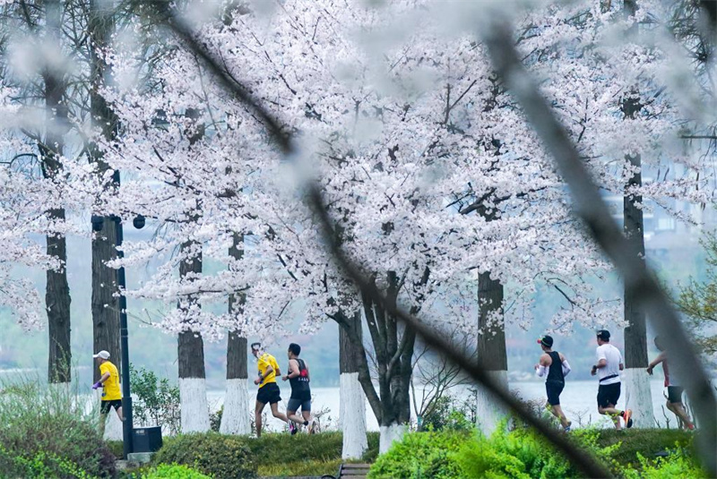Wuhan-Marathonlauf unter Kirschblüten