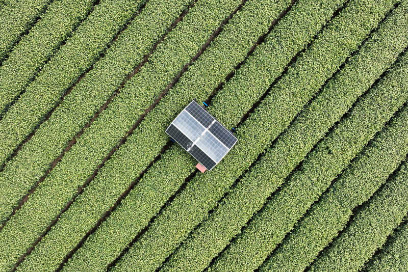 Roboter unterstützen der Teeernte in Hangzhou
