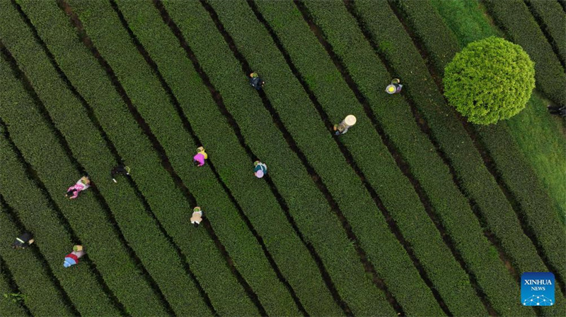 Bauern in Guizhou mit der Frühlingsteeernte beschäftigt