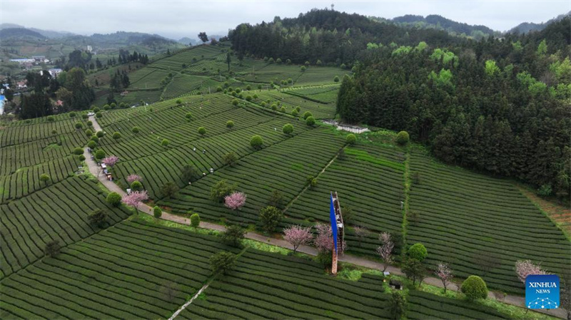 Bauern in Guizhou mit der Frühlingsteeernte beschäftigt