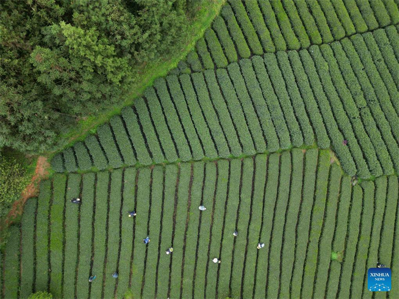 Bauern in Guizhou mit der Frühlingsteeernte beschäftigt