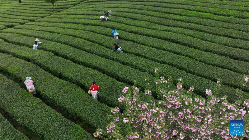 Bauern in Guizhou mit der Frühlingsteeernte beschäftigt