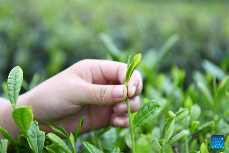 Bauern in Guizhou mit der Frühlingsteeernte beschäftigt