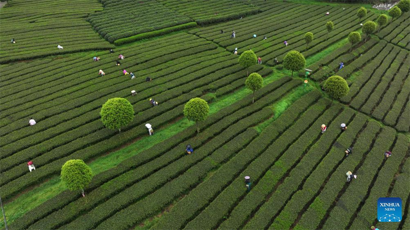 Bauern in Guizhou mit der Frühlingsteeernte beschäftigt